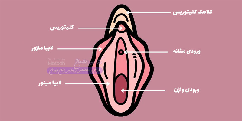 شکل طبیعی لابیا در دختران